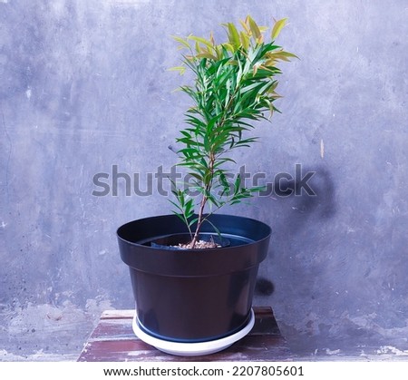 Trees in pots. Tropical green plants