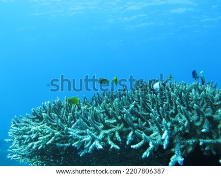 A typical underwater picture of Komodo Marine National Park: coral reefs, beautiful fish and anemones: Table Coral in Close up