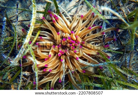Golden anemone -(Condylactis aurantiaca), sea anemone in to the Mediterranean sea   