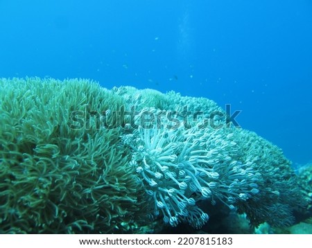 A typical underwater picture of Komodo Marine National Park: coral reefs, beautiful fish and anemones: Soft Coral