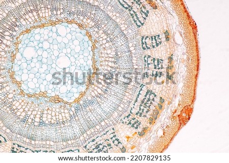 Plant tissue Structure, section (tissue) of stem plant tissue under a light microscope. Royalty-Free Stock Photo #2207829135