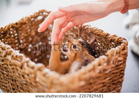 Funny cute little ginger abyssinian Kitten cat playing with woman's hand in wicker brown basket. Concept adorable pets cats. Royalty-Free Stock Photo #2207829681