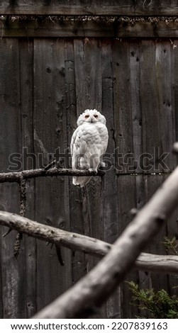 A white owl with huge yellow - orange eyes sitting on a tree. Northern atmosphere. Picture in Brownish-black and  white tones, colors with the branches on the foreground that create a cross