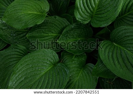 green leaves with dew drops and rain close up, rain concept