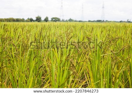 Rice fields with warm light in morning. rice field and sky landscape on the farm. Image about lifestyle of asian people. Quality picture. Copy space for text.
