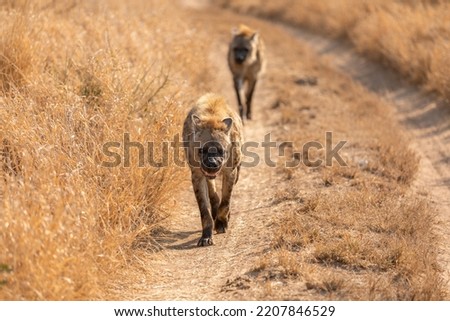 Two spotted hyena (Crocuta crocuta) walking on a road, Timbavati Game Reserve, South Africa.