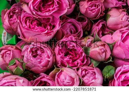 Bunch of fresh deep pink roses floral background