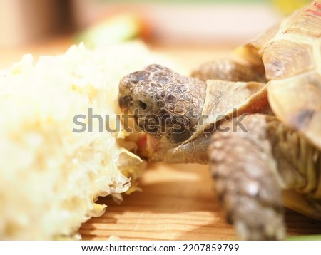 Asian turtle eating vegetables close up