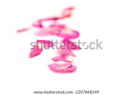 Rose flower petals on white background. Flowers composition. Valentine's Day, Mother's Day concept. Flat lay, top view, copy space.