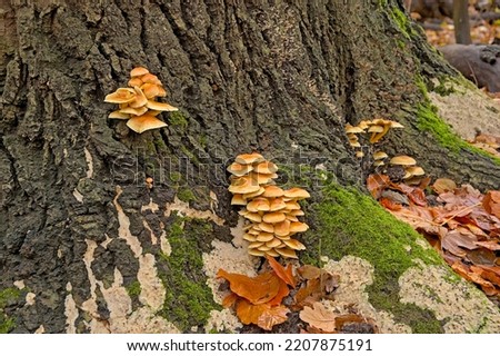 Sulfur tuft mushrooms and moss growing on a tree in the autumn forest. Hypholoma fasciculare  Royalty-Free Stock Photo #2207875191