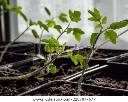Macro shot of small tomato plant seedlings growing in plastic pots on the windowsill. Indoor gardening and germinating seedlings Royalty-Free Stock Photo #2207877677