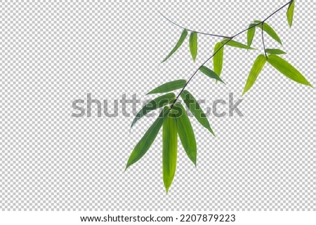 Green bamboo leaves on isolated white background. leaf object clipping path. Royalty-Free Stock Photo #2207879223