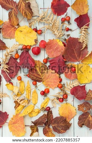 Autumn leaves on a rustic wooden background. view from above. wallpapers for Halloween, Thanksgiving and the seasonal village festival.