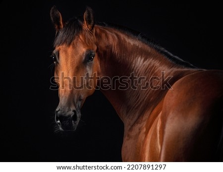 Studio portrait of a red horse on a black background, isolated