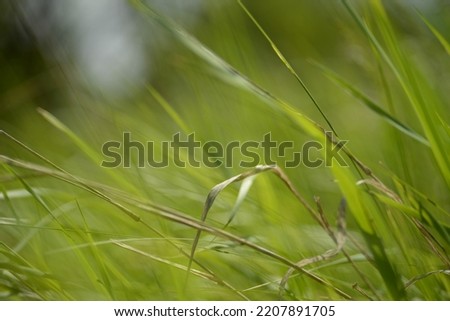 green meadow spikelets field photophone banner 
spring juicy green grass, spikelet, spikelets of greenery, juicy natural unplowed field, spring Ukrainian juicy meadow, grass, Ukrainian spikelets