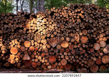 large brown tree logs in a forest