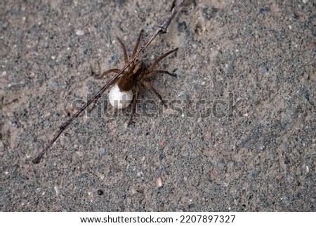 Large spider on the background of an asphalt road. Close-up. Selective focus.