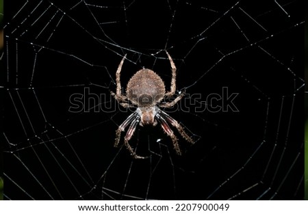 Hairy field spider waiting patiently in its web