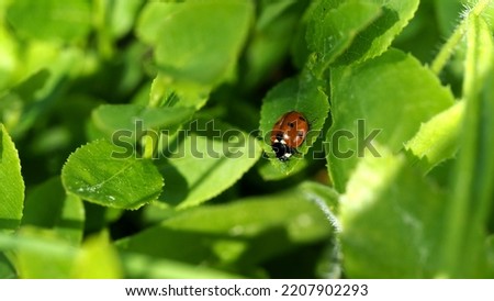 Small red ladybug on the green leaf