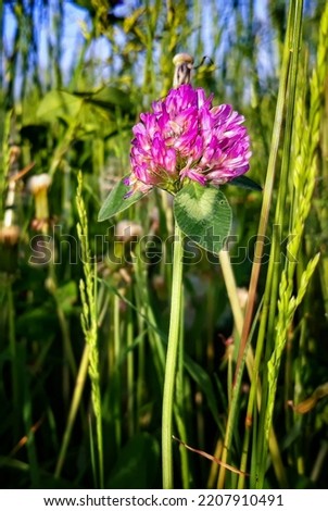 This is a Trifolium flower picture.