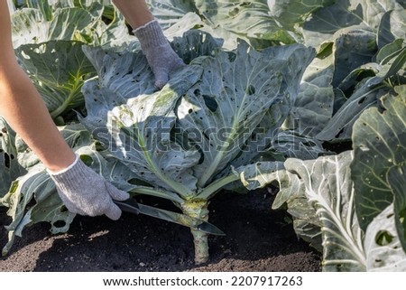 a farmer cuts a head of cabbage with a knife. a farmer cuts a head of growing cabbage