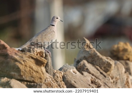 India, 25 September, 2022 : Ring necked dove bird standing on rock. Half collared dove. Cape turtle dove. Beautiful bird abstract background. Bird in the garden, bird image. Pigeon.