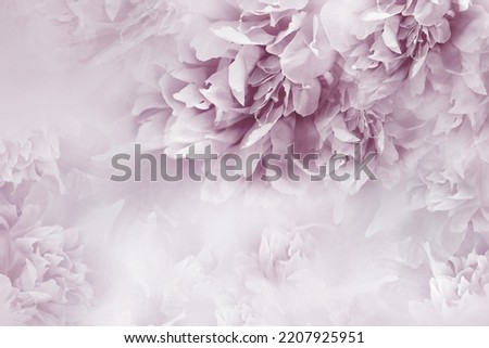 Peonies  purple   flowers.  Floral  background.   Flowers and petals.  Nature.   