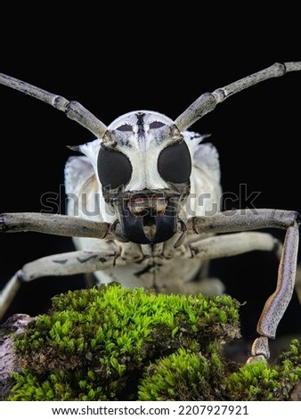 The Longhorn Beetle Macro Photography 