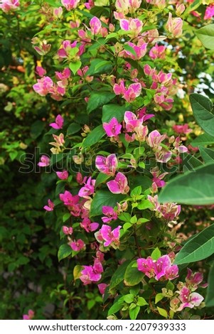 Pink bougainvillea flowers with green leaves background under morning sunlight