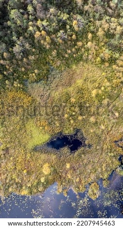 Top view of coniferous and deciduous forest and a pool, seen from above, aerial, bird's eye view. Autumn landscape, trees that begin to get fall colors. Vertical, 9:16, drone photography.
