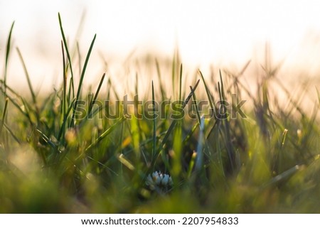 Close up view of grasses from ground level. Selective focus. Nature background photo. Carbon neutrality or carbon net-zero concept. Royalty-Free Stock Photo #2207954833