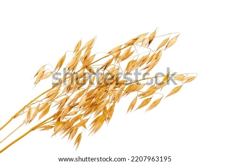 a bright closeup of a bunch of golden ripe Avena sativa common oat wheat rye grain relict crop health food ready for harvest isolated on white Royalty-Free Stock Photo #2207963195