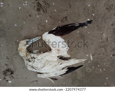 Dead gannet seabird on Seapoint Beach, Termonfeckin, County Louth, Ireland, one of many dead birds on the beach killed from Avian bird flu. Royalty-Free Stock Photo #2207974377
