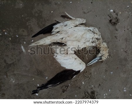 Dead gannet seabird on Seapoint Beach, Termonfeckin, County Louth, Ireland, one of many dead birds on the beach killed from Avian bird flu. Royalty-Free Stock Photo #2207974379