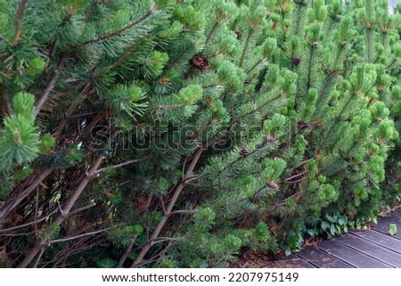 Detail of the green pine leaf on light. Green coniferous twigs. A pine twig is placed at the top of a blurred horizontal background illuminated by sunlight. Christmas tree. Copy space. space for text.
