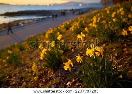 Daffodils on English Bay Seawall. Daffodils near the beach on a sunny spring afternoon. Vancouver, British Columbia, Canada.

                               