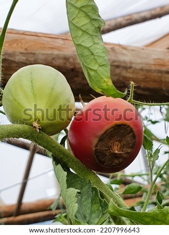 Tomato fruits affected by blossom end rot. This physiological disorder in tomato, caused by calcium deficiency, looks like watering and rotting spot forming under the fruit. Royalty-Free Stock Photo #2207996643