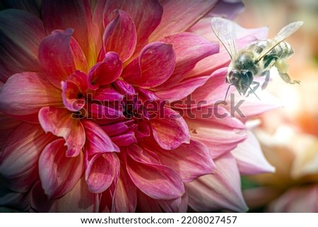 closeup of a bee flying toward an Aster flower