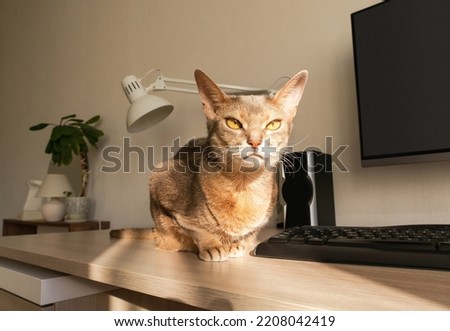 Abyssinian cat at home. Close up portrait of blue abyssinian cat, sitting on a work table. Pretty cat, white background. Cute resting kitty in home interior, selective focus. Yellow eyes, big ears cat