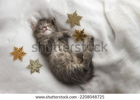 one Christmas kitten sleeps on his back on a white blanket background, next to the Christmas stars Merry Christmas and Happy New Year, festive mood Cute kitten. copy space