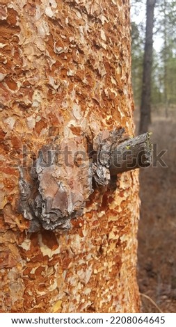 this picture is of bark beetles eating a tree and killing it
