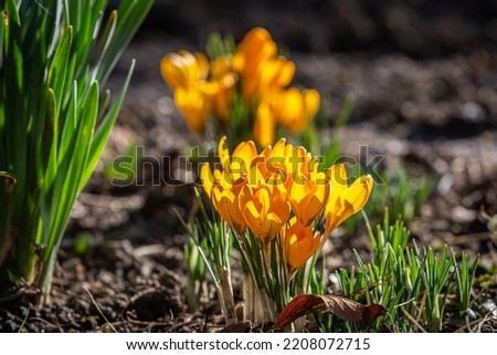 Clusters of yellow crocuses growing in late winter, with a shallow depth of field