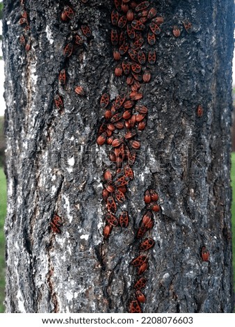 Many bedbugs sit on the bark of a tree