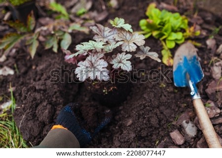 Planting heuchera color dream into soil. Gardener plants coral bells in ground adding biohumus in fall garden. Royalty-Free Stock Photo #2208077447