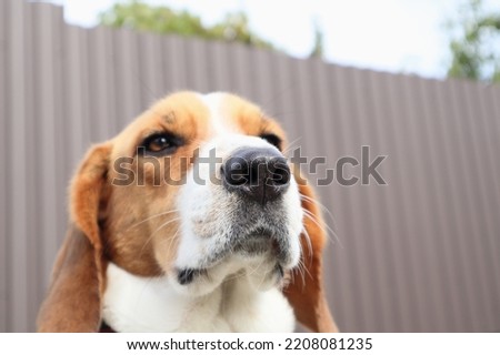 Close-up of Beagle against green grass background. Estonian Hound great hunting dog sitting on the grass in park. Estonian hound close up on a background of grass. Portrait of a dog Royalty-Free Stock Photo #2208081235