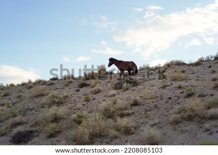 American Mustang horse on the side of a typical North American road
