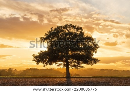 Silhouette of a solitary oak tree in a field shortly before sunset. Much Hadham, Hertfordshire. UK Royalty-Free Stock Photo #2208085775