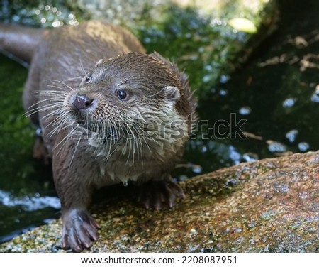 Eurasian otter in action in the wild.
