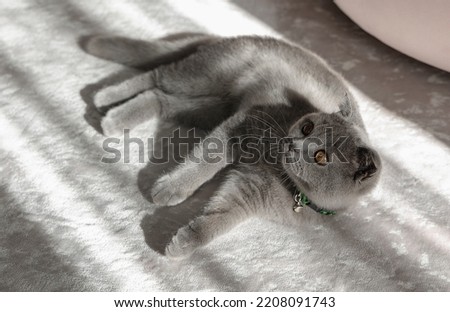 Beautiful grey cat lying on a soft chair, British Shorthair cat, adorable and funny pet