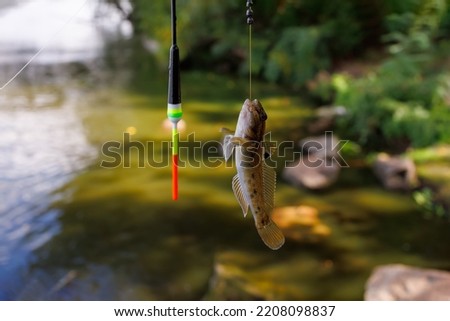 close-up of a small fish on a hook near the float on the background of the river